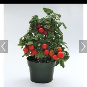 Meet your Posher, Jane